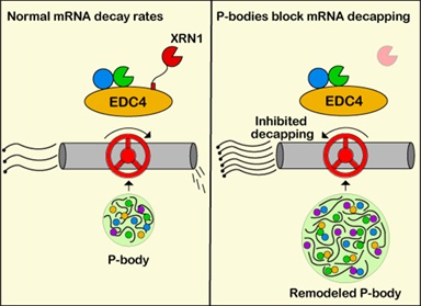 mRNA decay rates